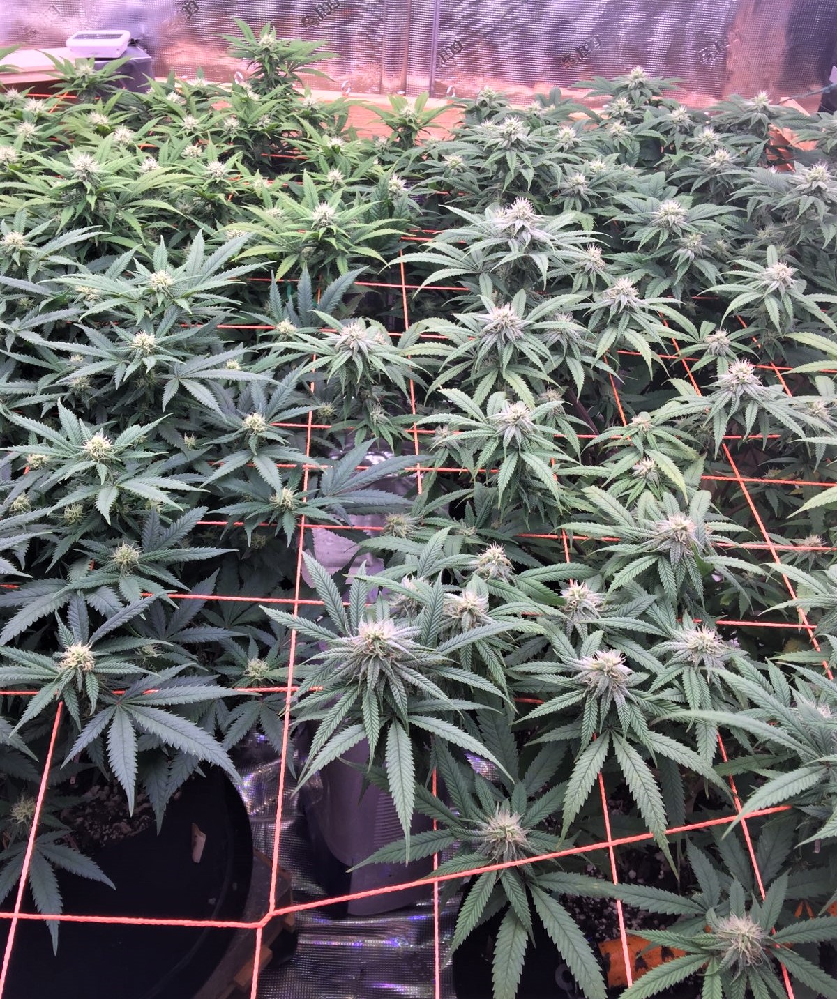 SCROG MIDDLE showing all four strains.jpg