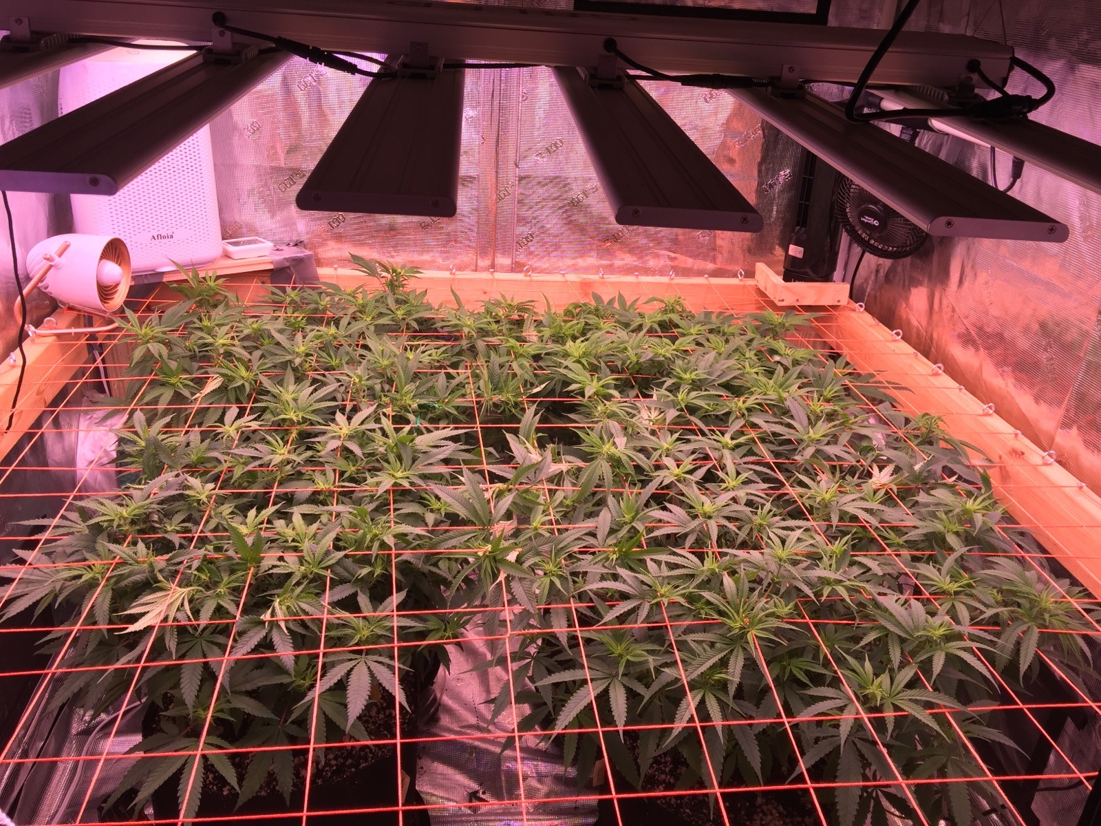 Scrog overview.jpg