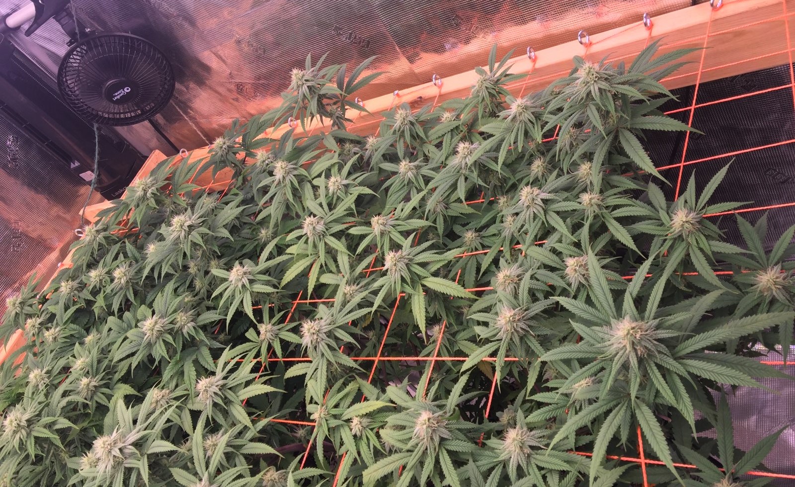 SCROG RIGHT showing Jelly Rancher and Blueberry Muffin.jpg