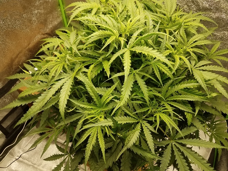 SCROG step 1c.jpg