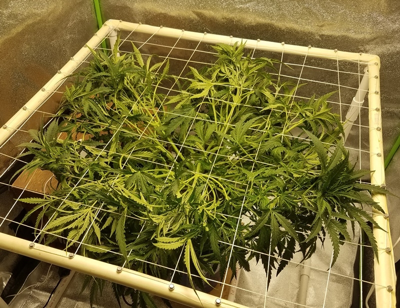 SCROG step 2.jpg