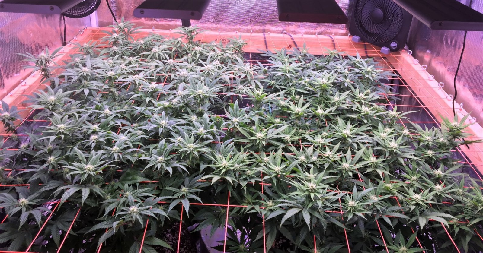 SCROG TOP VIEW May 21.jpg