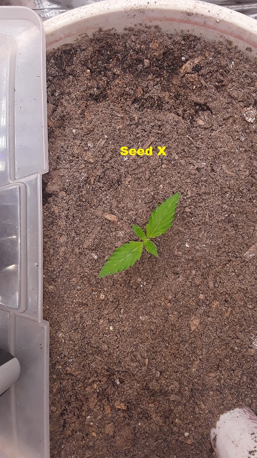 Seed X 5days-01.jpg