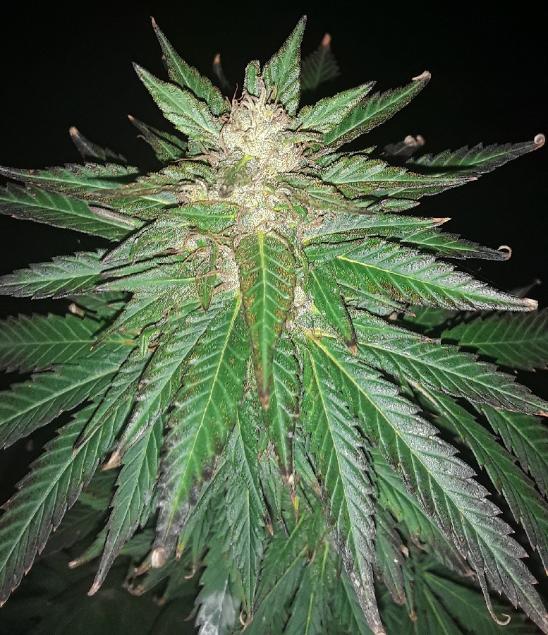 Seed_5 Top Cola-02.jpg