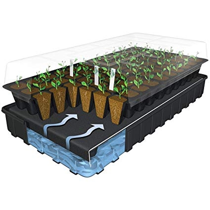 seedling-setup.jpg