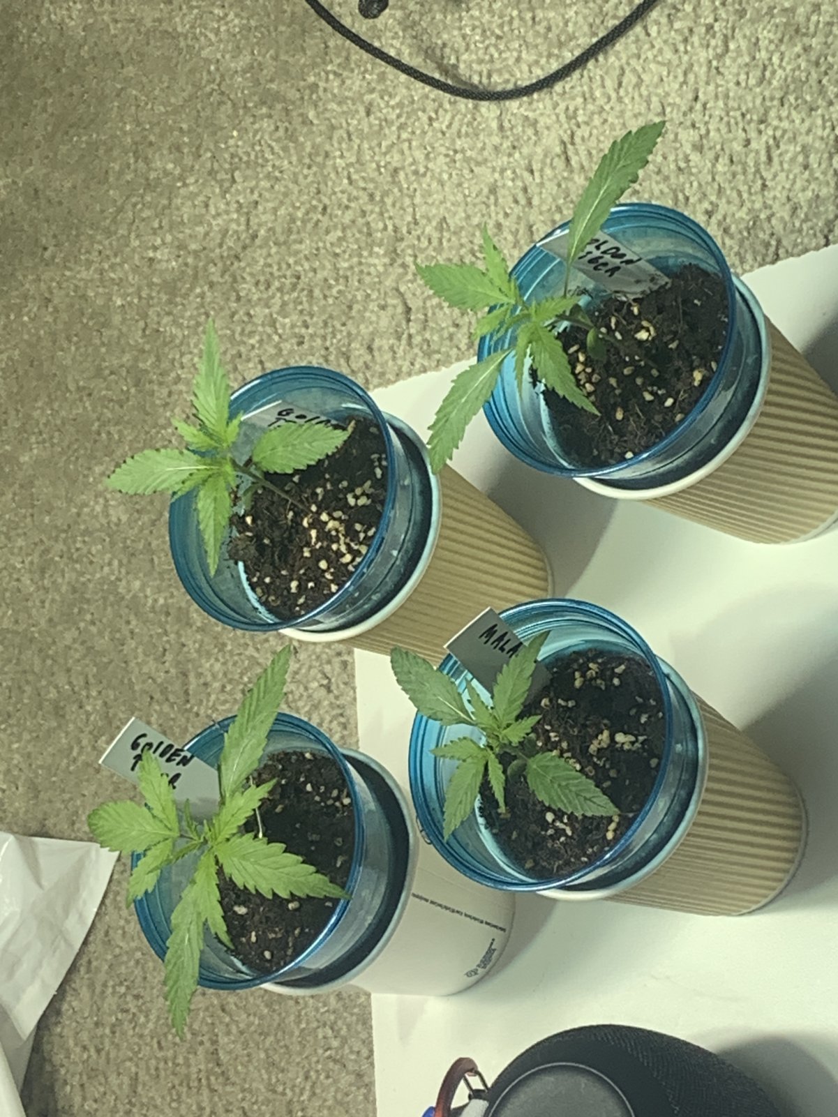 Seedlings.JPG