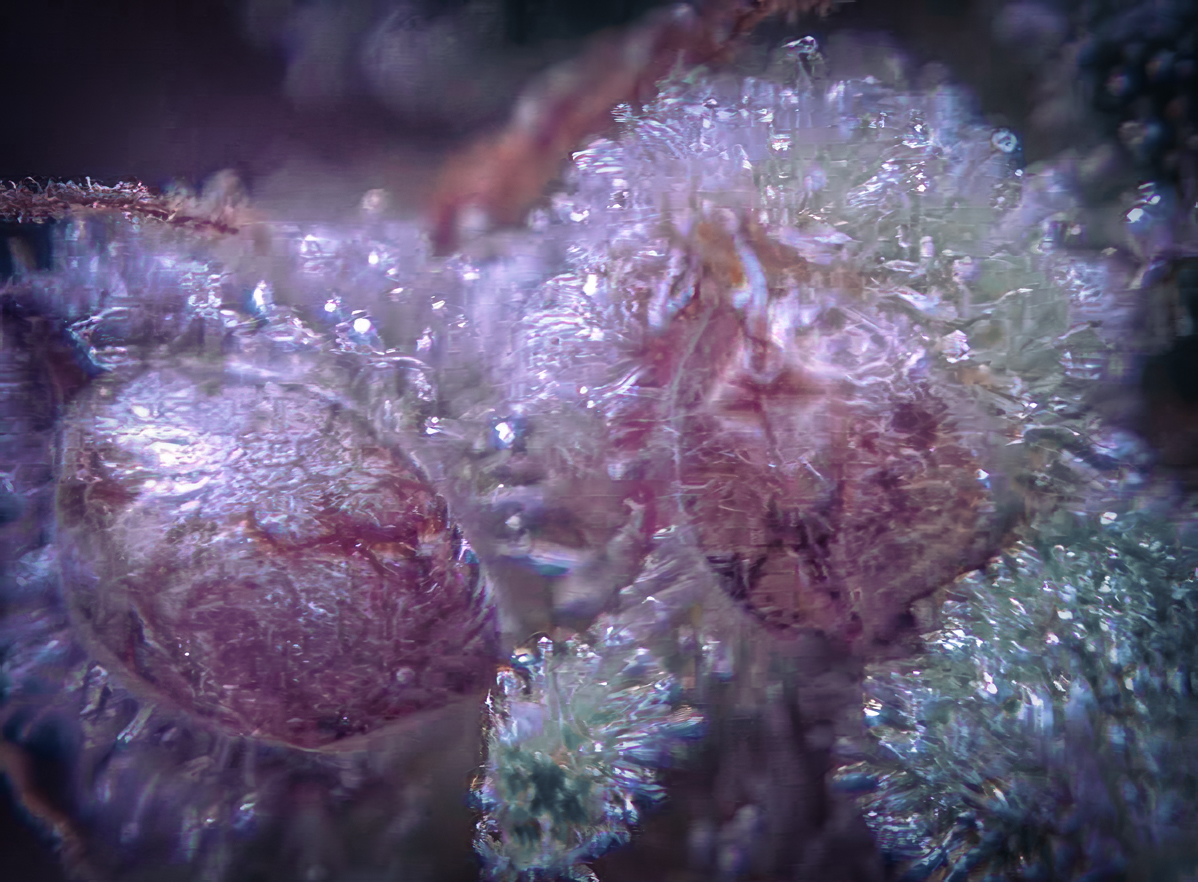 Seeds and trichs.jpg