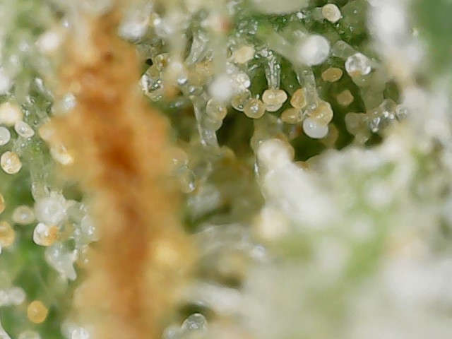 SG trich 11-9-23 F61 (3).jpg