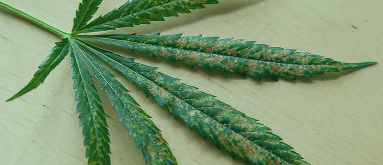 Signs-of-thrips-on-cannabis-plants.jpg