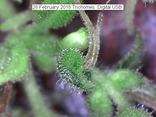 GrowWeedEasy.com - I use a USB microscope to check trichomes. These trichome  pictures were taken by one from  found under the listing Plugable  USB 2.0 Digital Microscope with Flexible Arm Observation