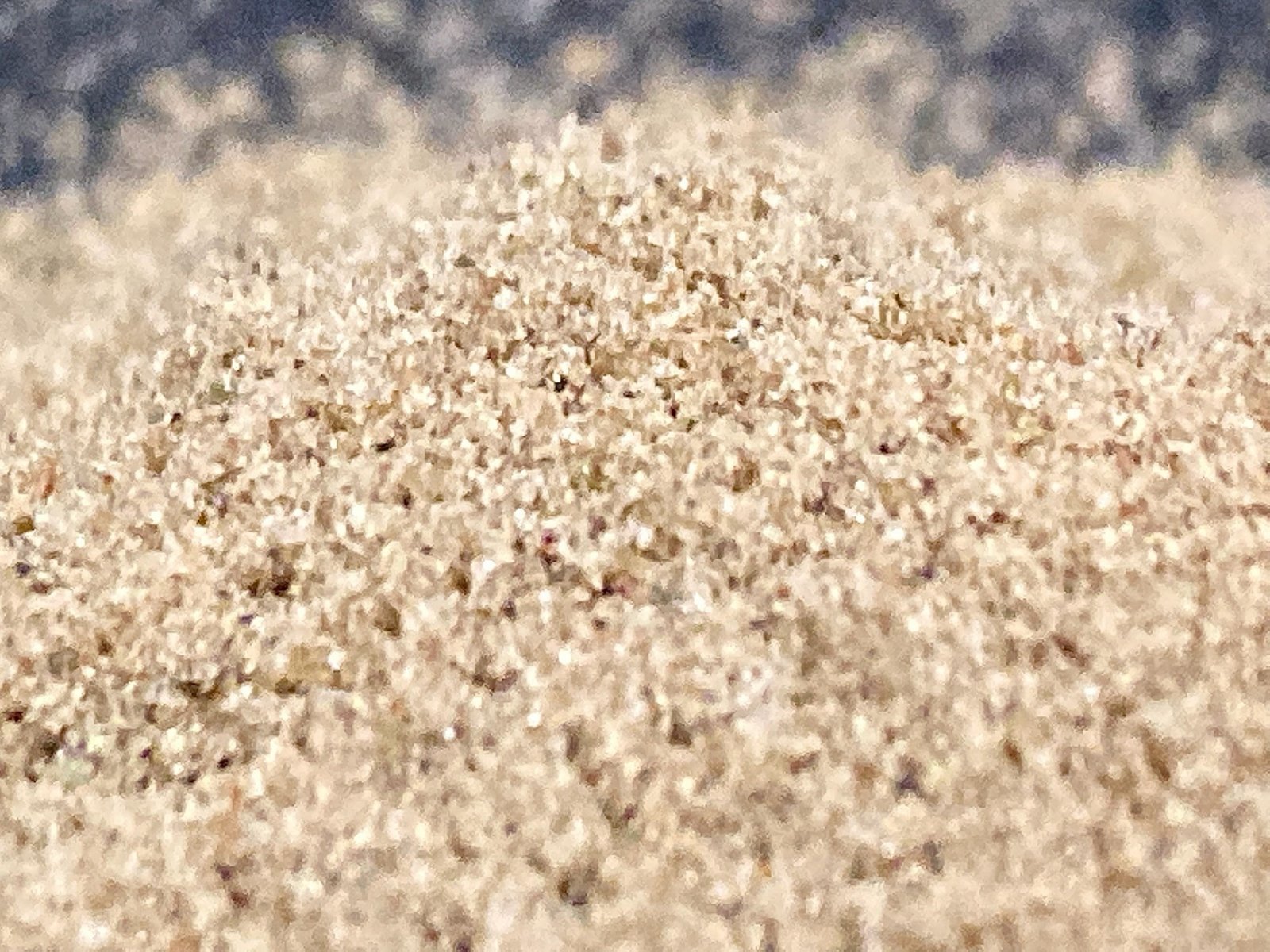 SL Kief closeup.jpg