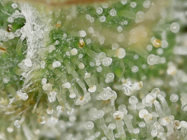 Slur 10-14-23 END trichs (2).jpg