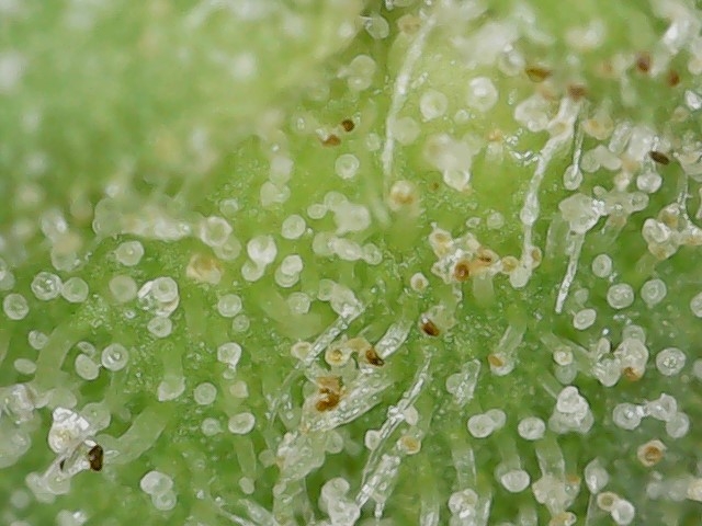 Slur 10-14-23 END trichs (3).jpg