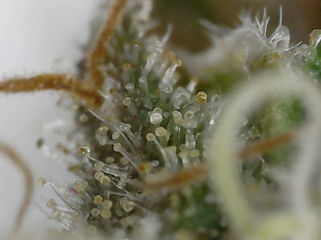 Slur trichs 10-11-23 F71 (3).jpg