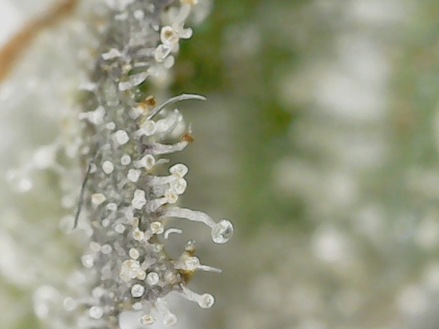 Slur trichs 10-11-23 F71 (4).jpg