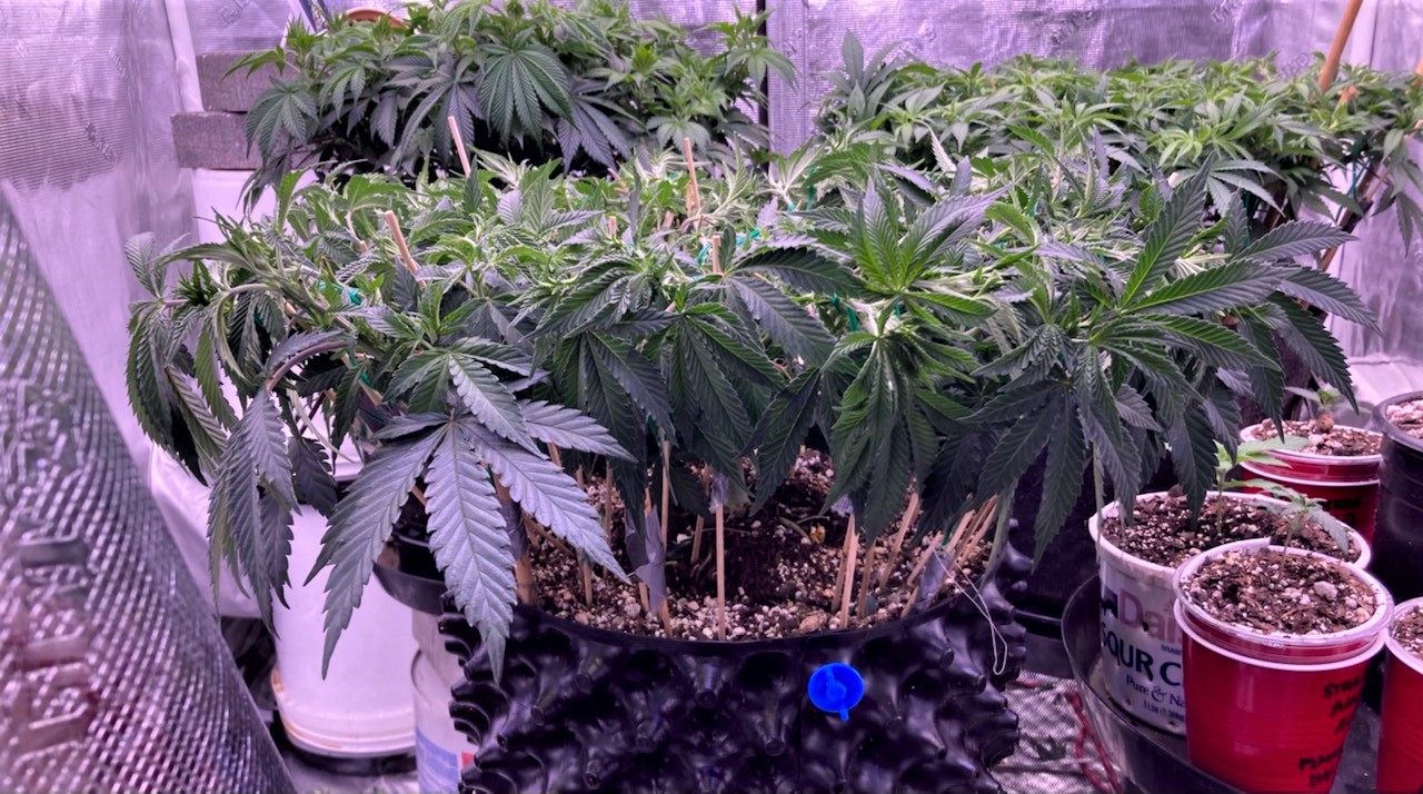 Slurricane final canopy prep.jpg