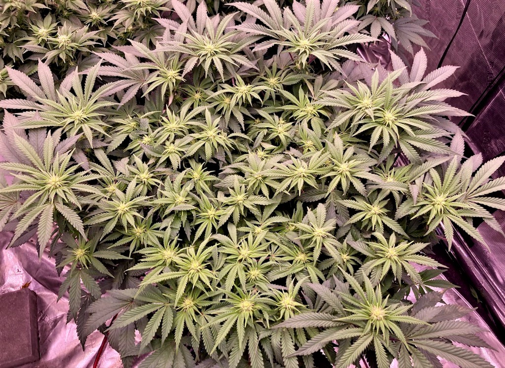 Slurricane post defoliation october 11.jpg