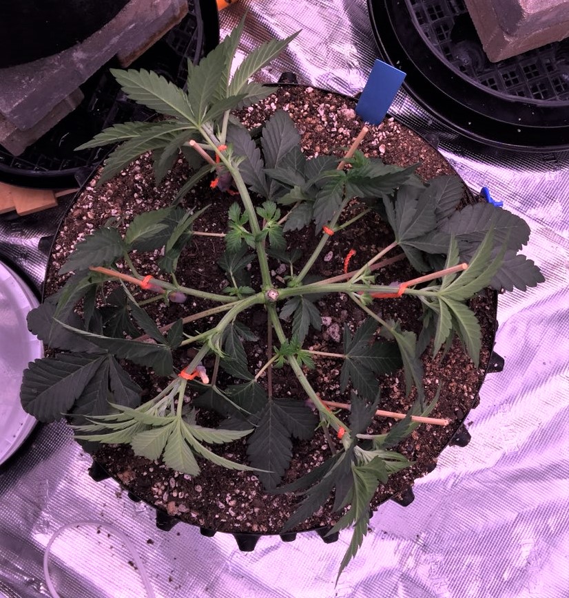 Slurricane top shot post first LST session August 14.jpg