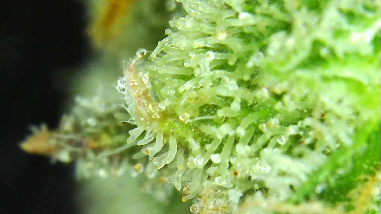 Smothie I trich 2-12-22 D92.jpg