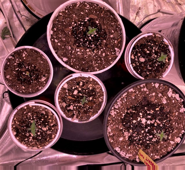 Sneak Peek of Outdoor Grow Seedlings.jpg