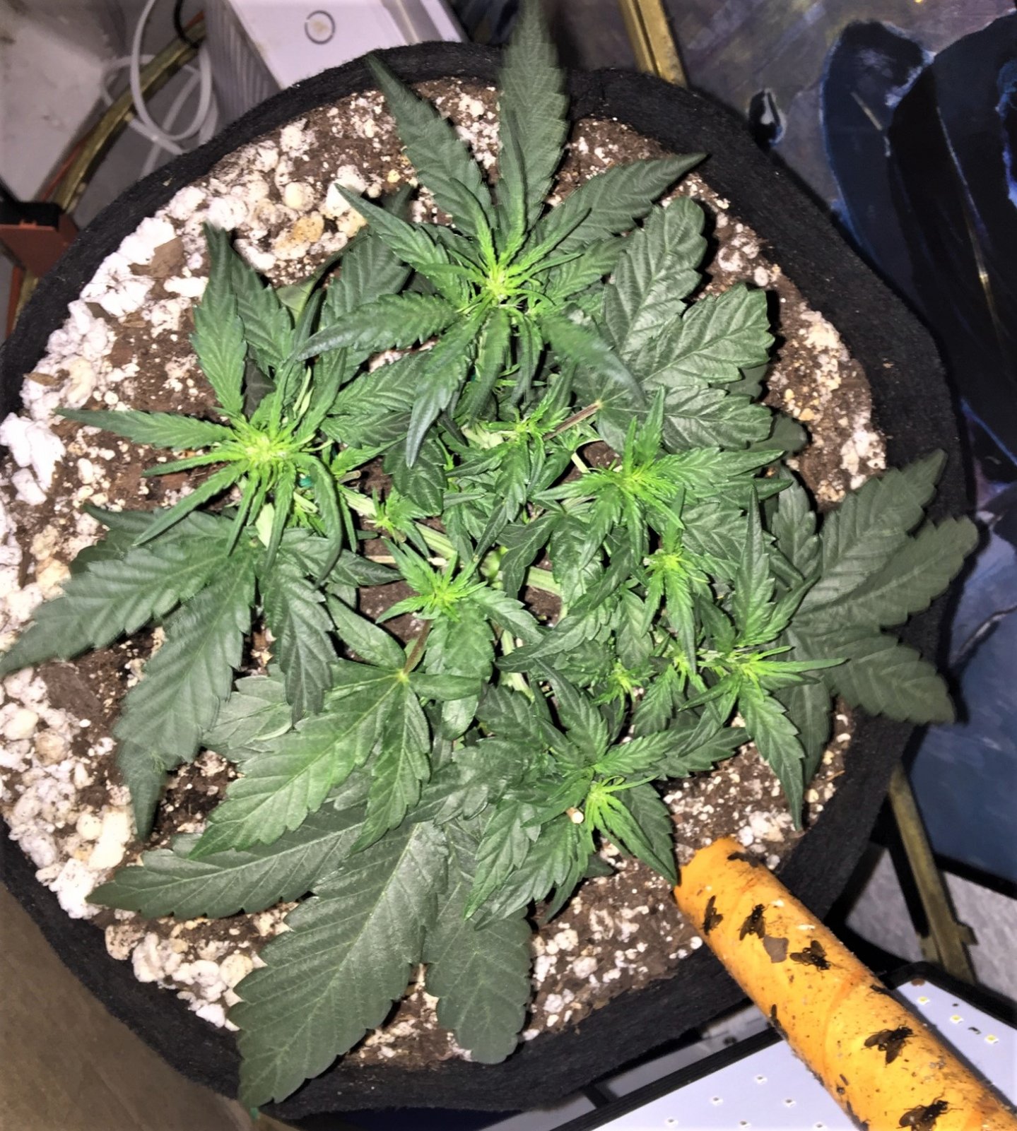 Sour Apple August 24 Day 32 Auto Rig.jpg