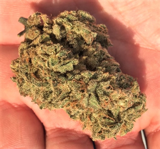 Sour Apple final trimmed bud in natural sunlight.jpg