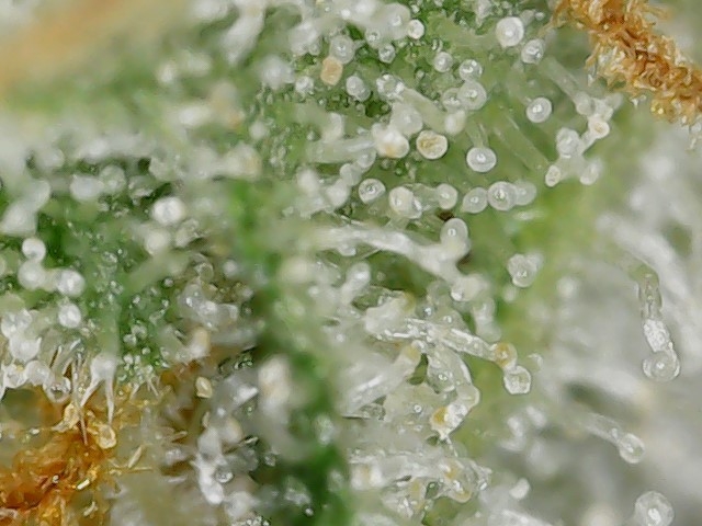 Sour G trichs 11-10-23 F56 (4).jpg