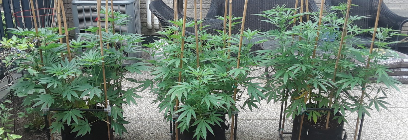 Space Grow 01 July 2022.jpg