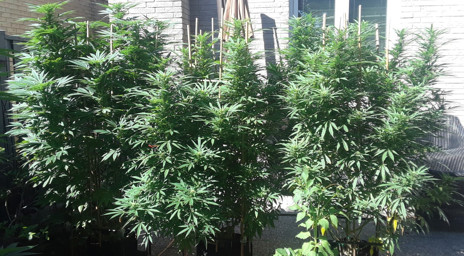 Space Grow 02 September 2022.jpg