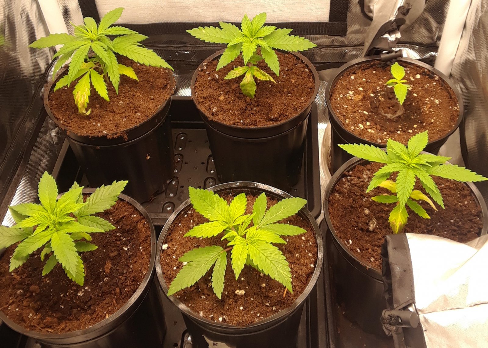 Space Grow 03 May 2022.jpg