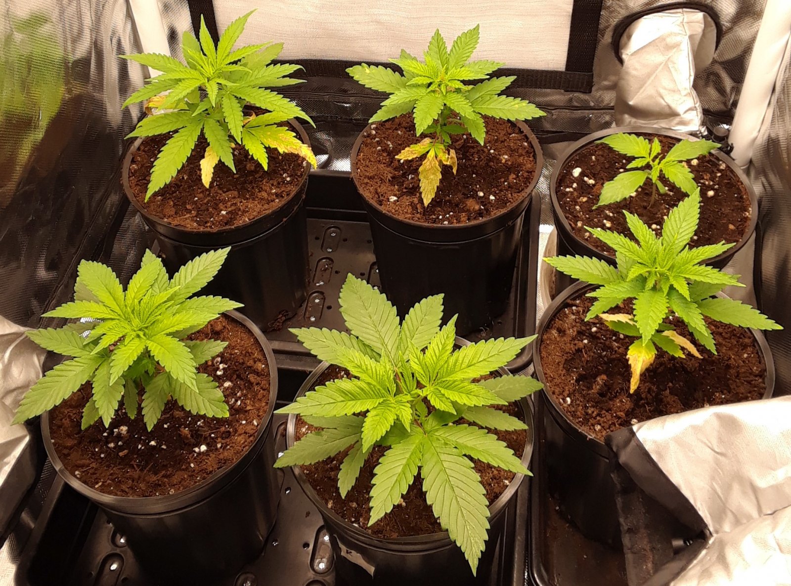 Space Grow 06 May 2022.jpg