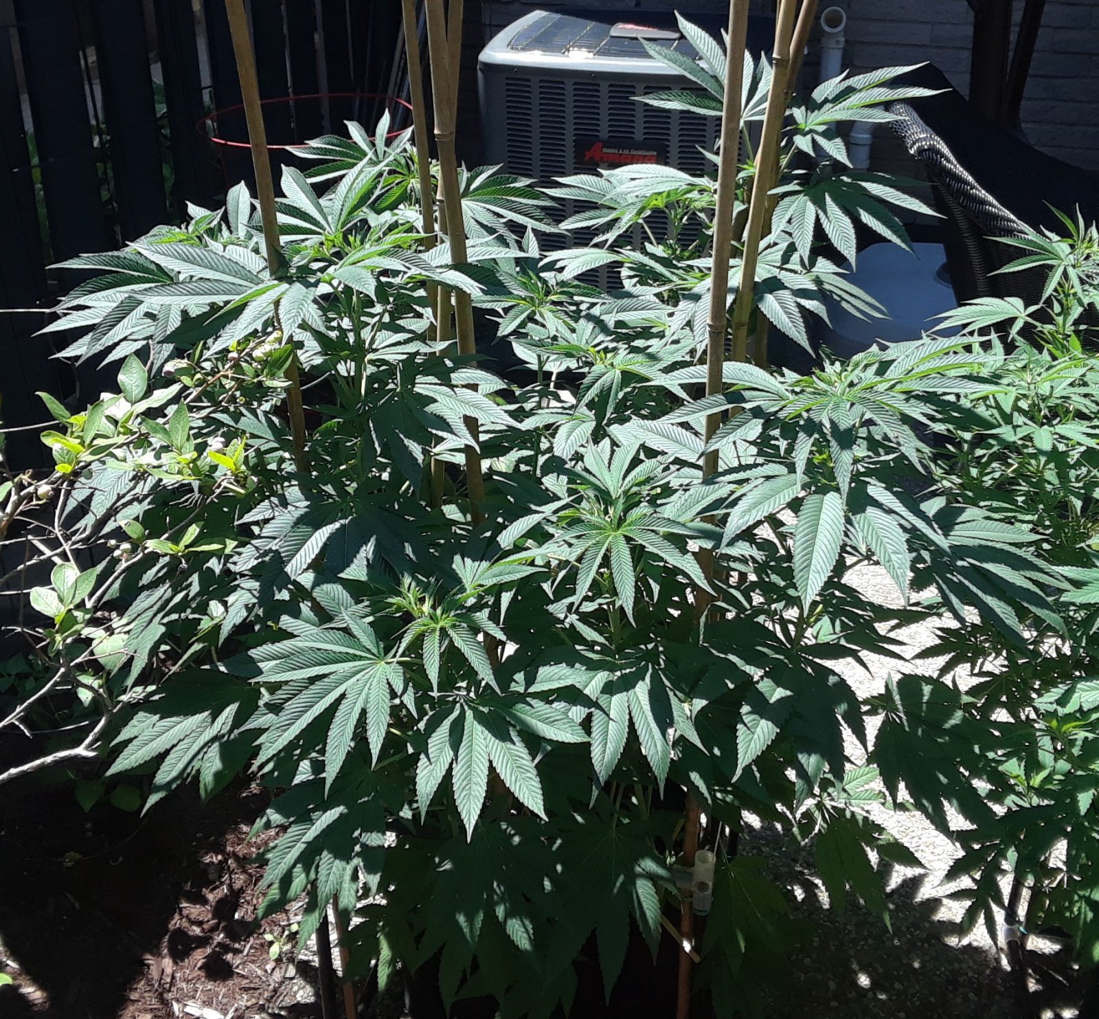 Space Grow 10 July 2022 Donatra.jpg