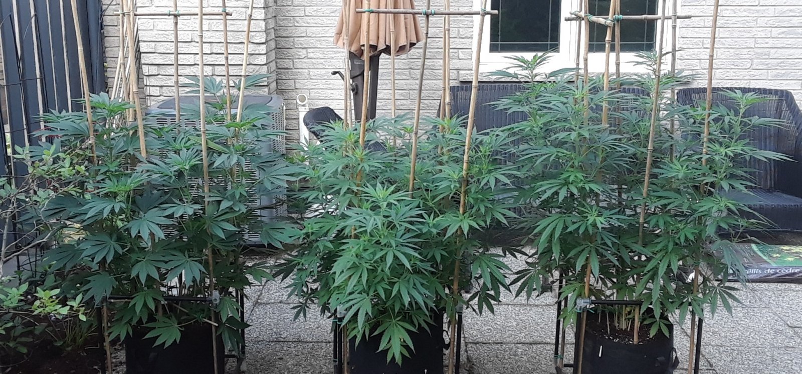 Space Grow 12 July 2022.jpg