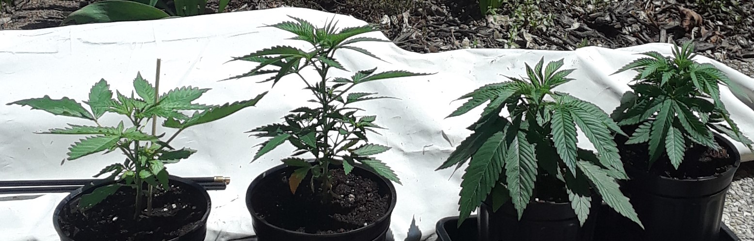 Space Grow 12 May 2022.jpg