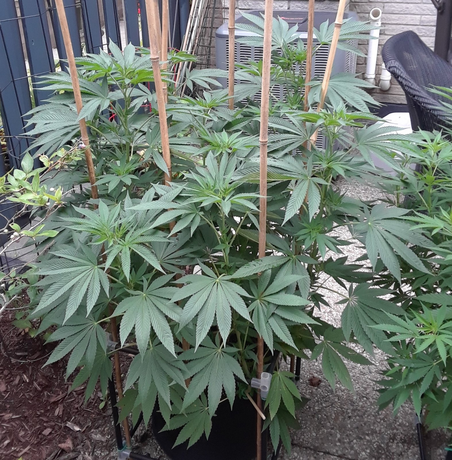 Space Grow 13 July 2022 Donatra.jpg