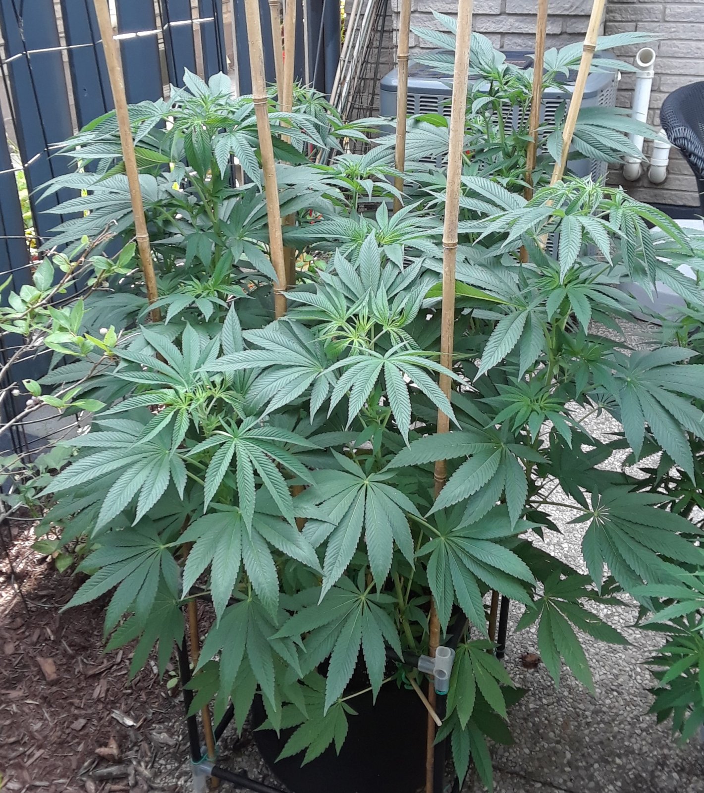 Space Grow 15 July 2022 Donatra.jpg