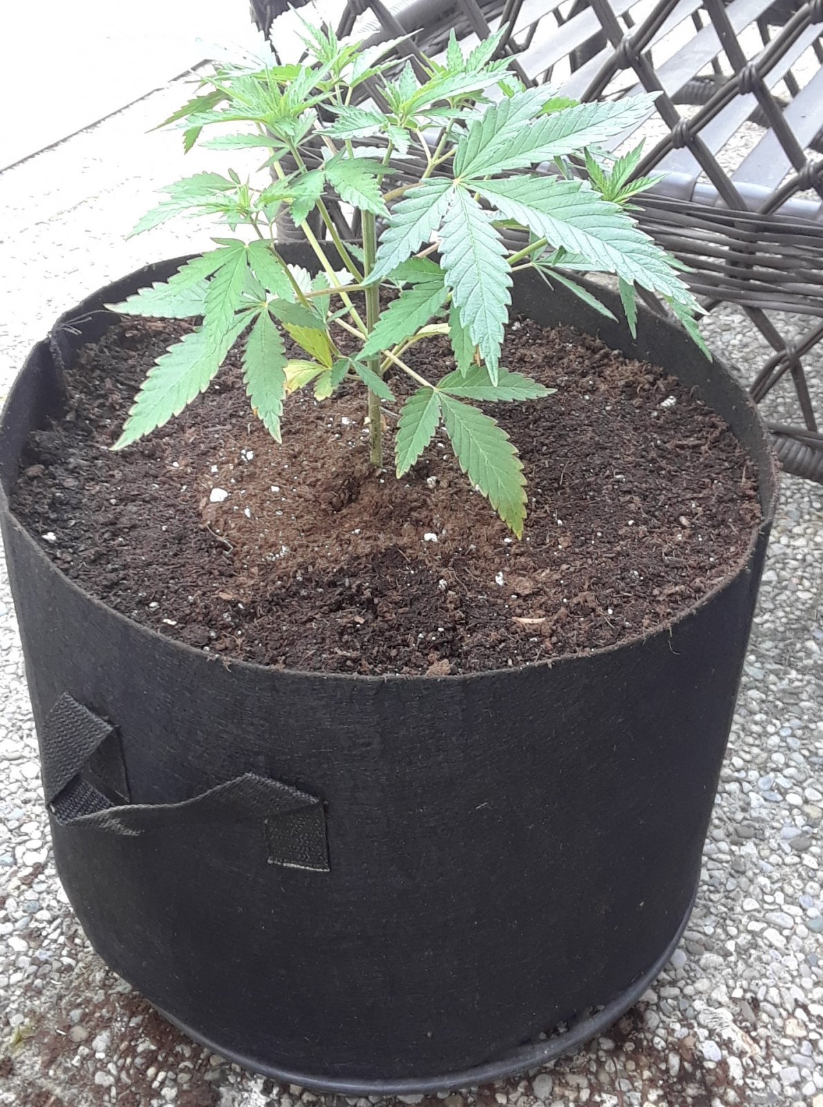 Space Grow 15 May 2022 Jacinda up-pot.jpg