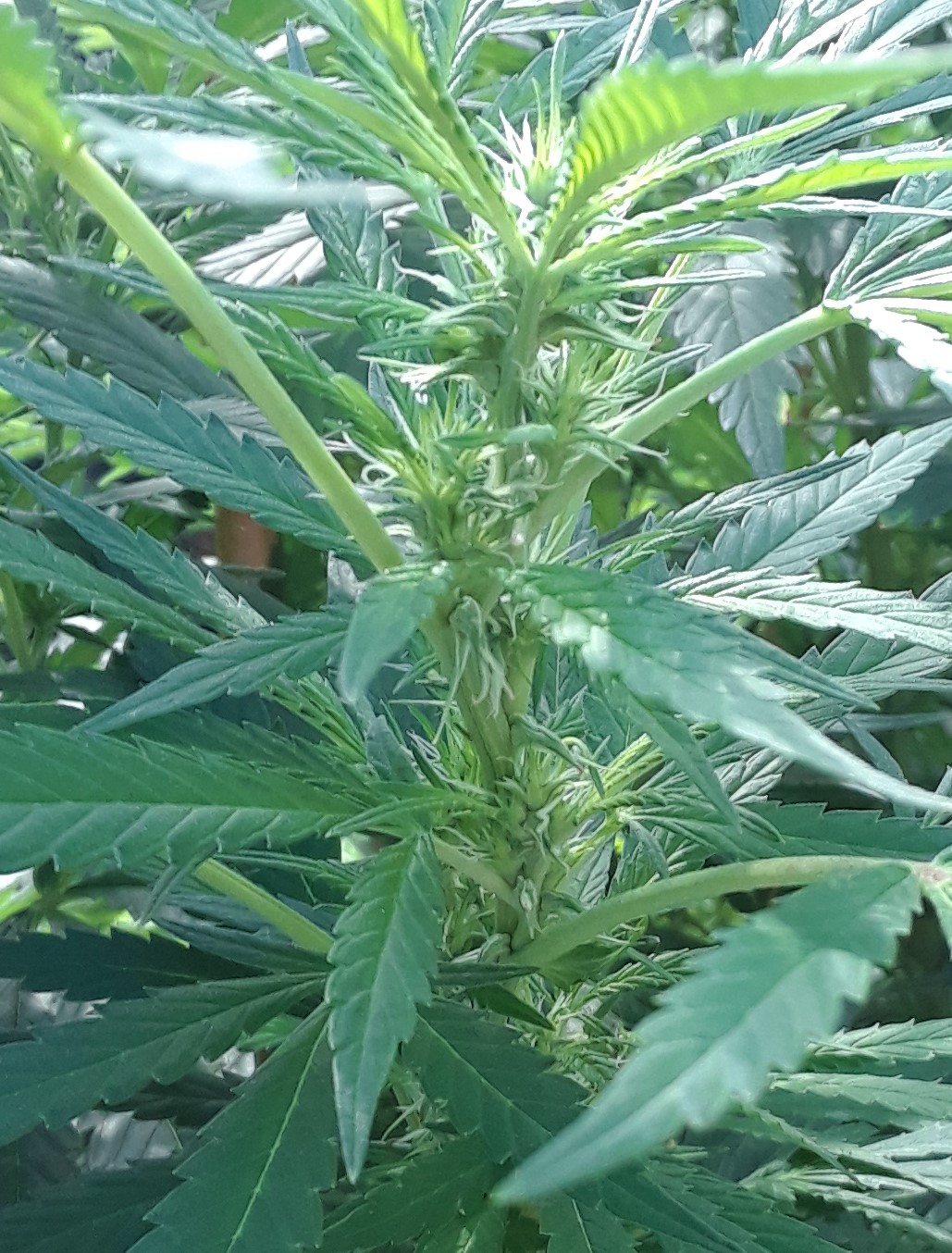 Space Grow 16 August 2022 Ebony side bud.jpg