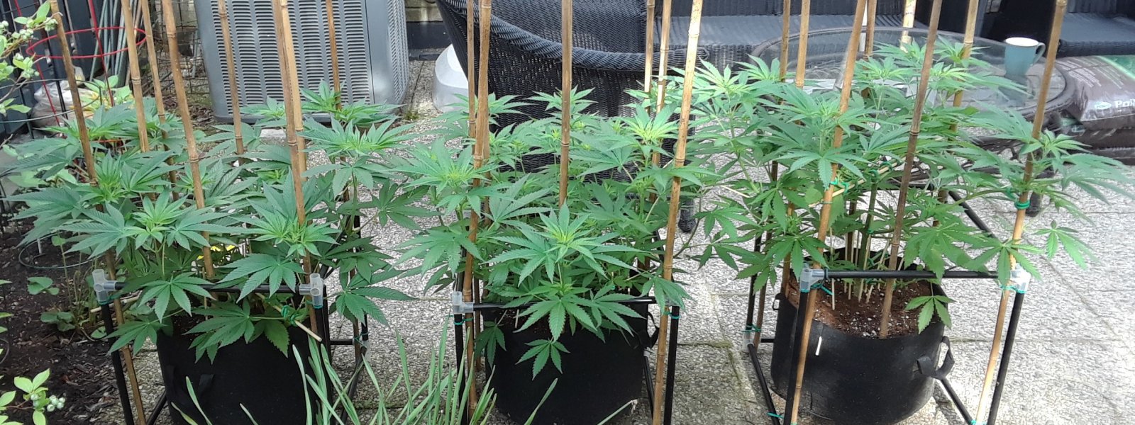 Space Grow 16 June 2022.jpg