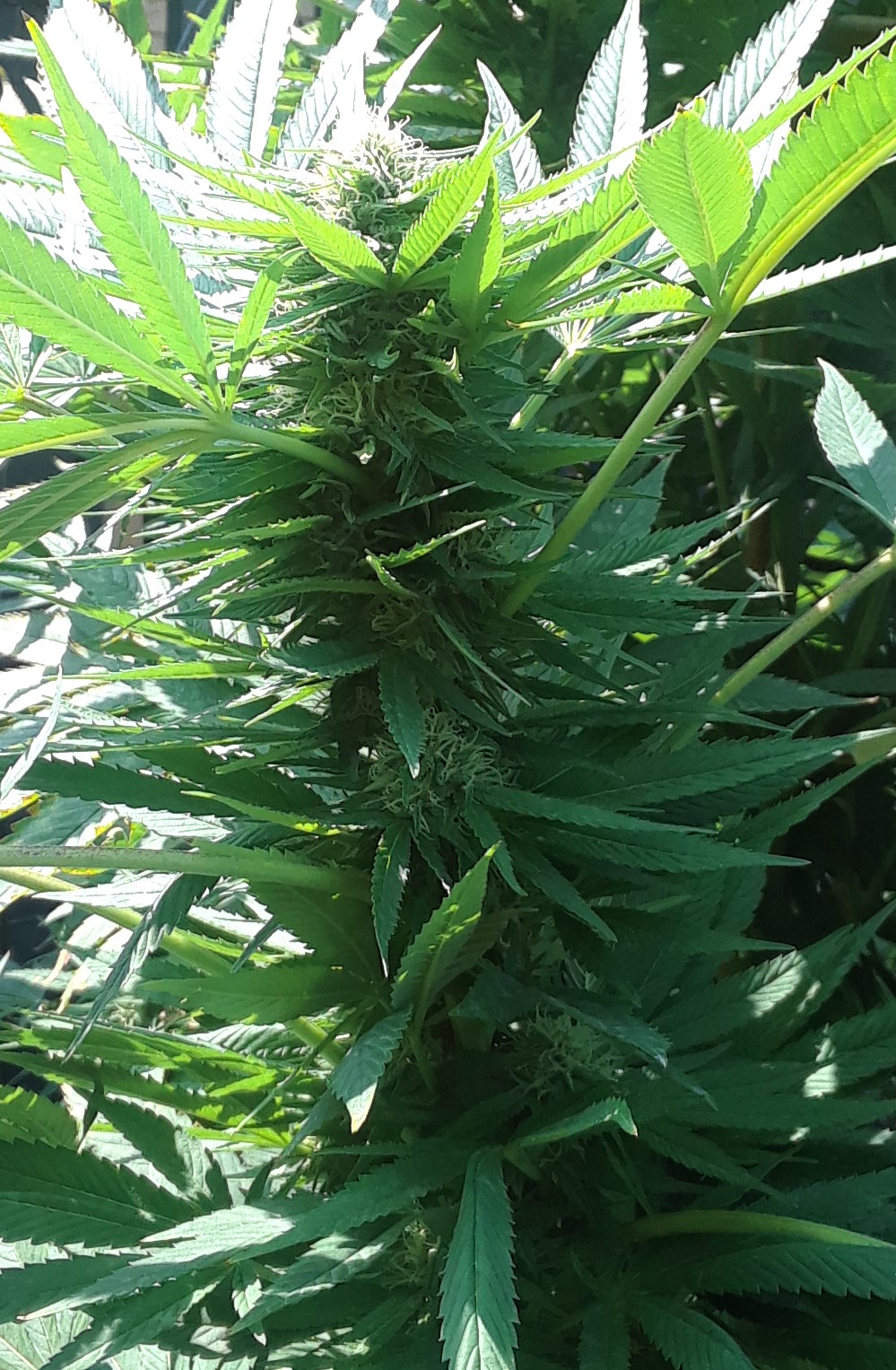 Space Grow 16 September 2022 Donatra bud.jpg