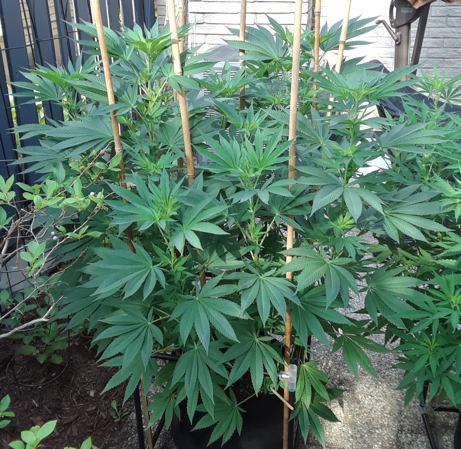 Space Grow 17 July 2022 Donatra.jpg