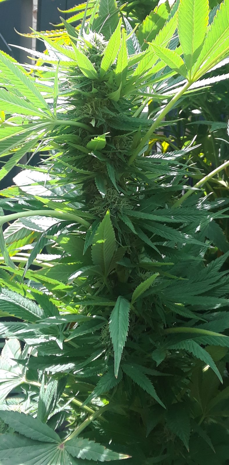 Space Grow 20 September 2022 Donatra bud.jpg