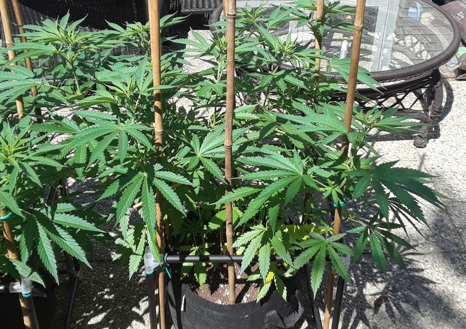 Space Grow 21 June 2022 Ebony.jpg