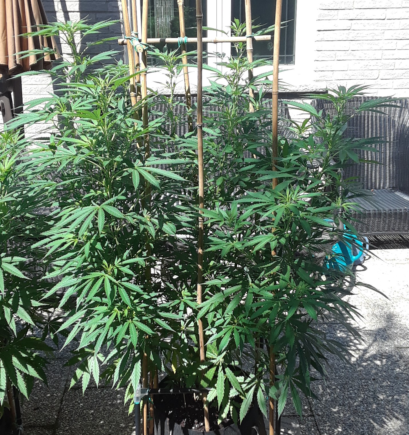 Space Grow 22 July 2022 Ebony.jpg