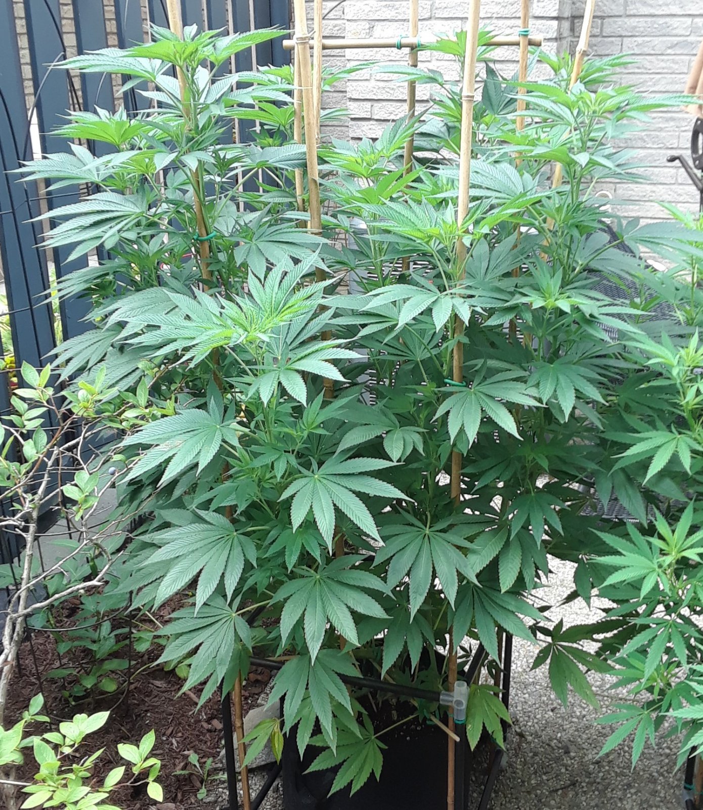 Space Grow 27 July 2022 Donatra.jpg