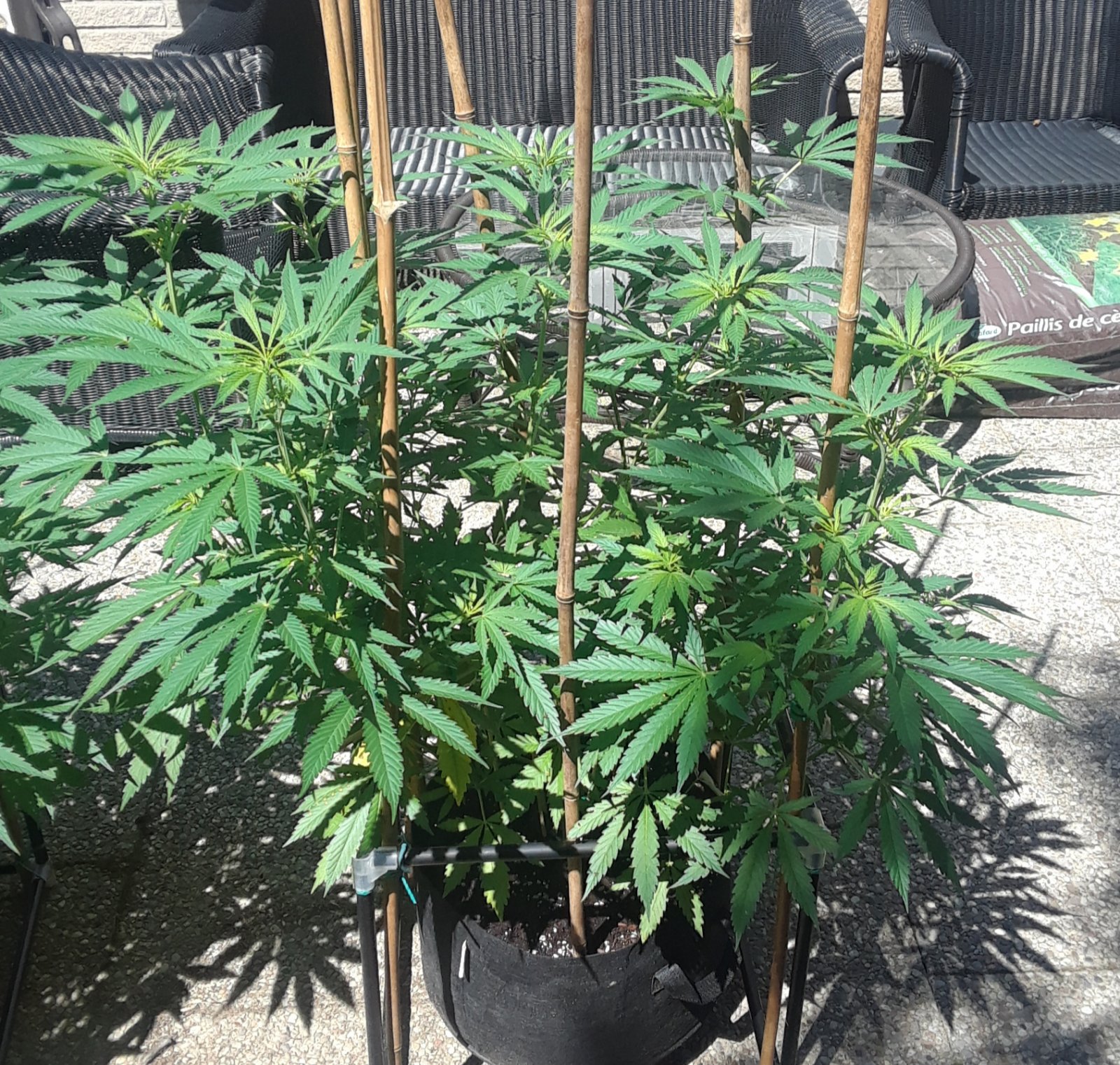 Space Grow 28 June 2022 Ebony.jpg