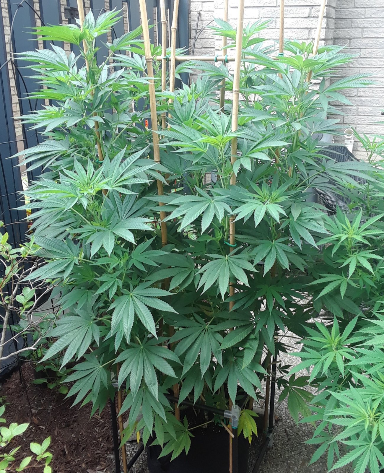 Space Grow 30 July 2022 Donatra.jpg