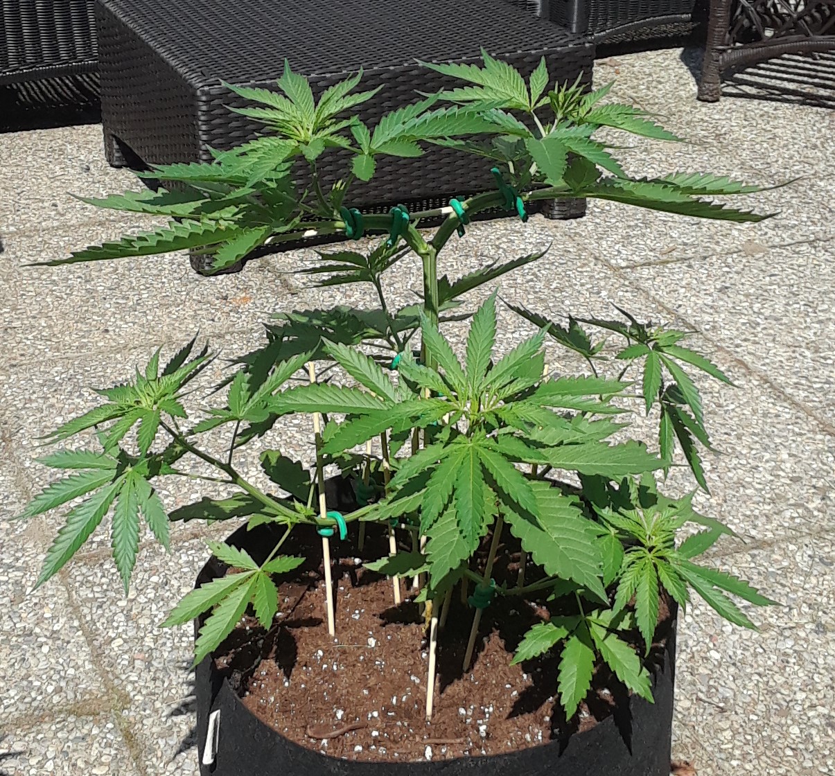 Space Grow 30 May 2022 Ebony 2.jpg