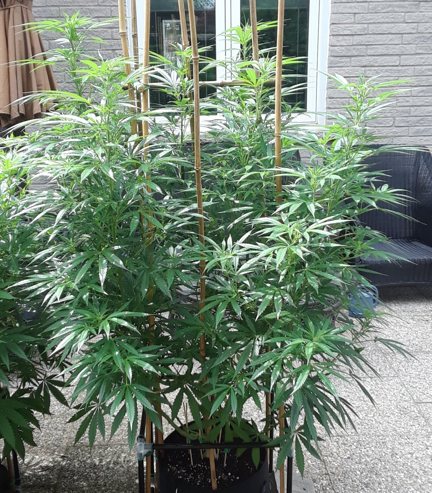 Space Grow 31 July 2022 Ebony.jpg