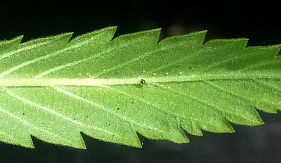 spider-mite-eggs-back-of-cannabis-leaf.jpg